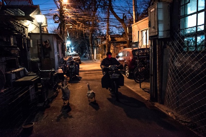 A man rides his scooter past geese in a hutong in Beijing December 9, 2016. u00e2u20acu201d AFP pic