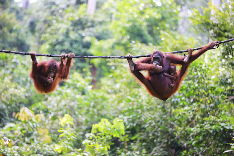 Orangutans from Sabah in Malaysia. u00e2u20acu201d AFP pic