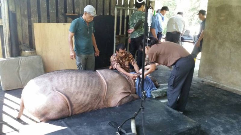 A Thai veterinary team had successfully extracted two molars and one premolar from Puntung’s left upper jaw during a two-hour-and-twenty minute surgery on April 19, 2017 . — Picture by Julia Chan