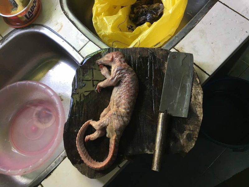 Pangolin meant for a meal, stopped by the Sabah Wildlife Department during a raid.