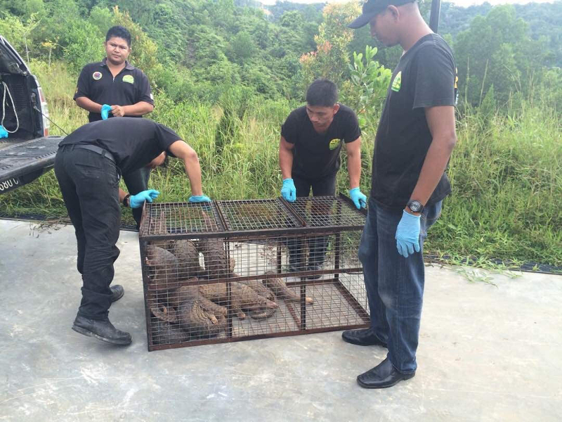 More pangolins rescued by the Sabah Wildlife Department's wildlife rescue unit. u00e2u20acu201d Picture courtesy of Sabah Wildlife Department