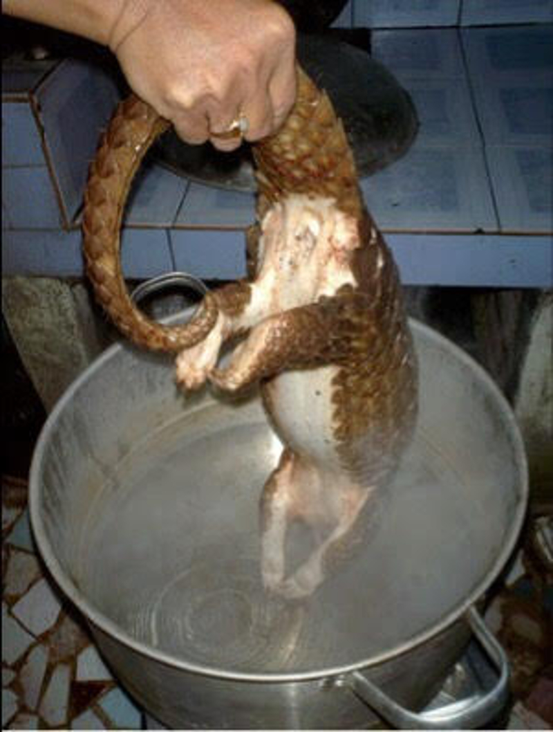 A photo found on social media sent to the Sabah wildlife department. — Picture courtesy of Sabah Wildlife Department