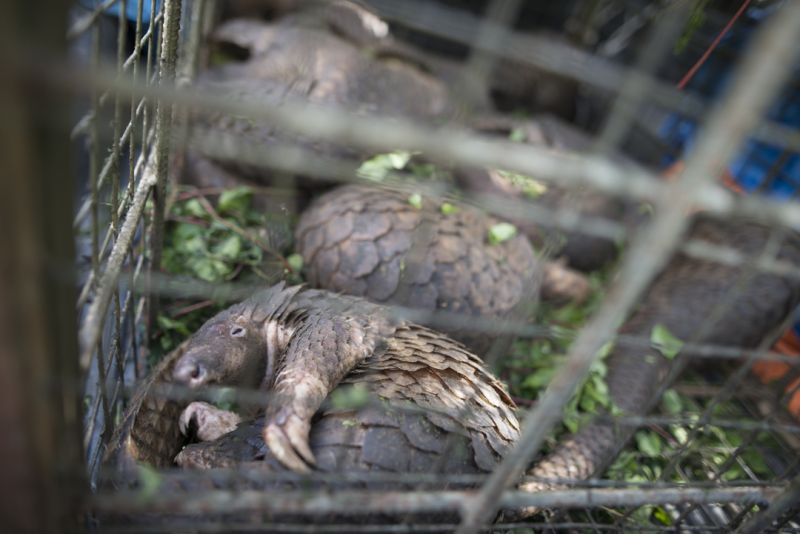 The Sunda Pangolins, the only species of pangolins found in Sabah, are critically endangered, due to their being hunted in great volume in the last decade.