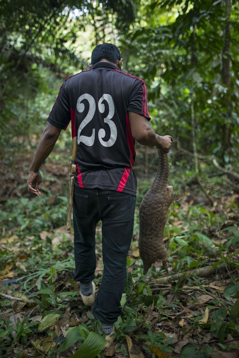 Due to their mild nature and lack of defence, pangolins are easily caught by humans when found.