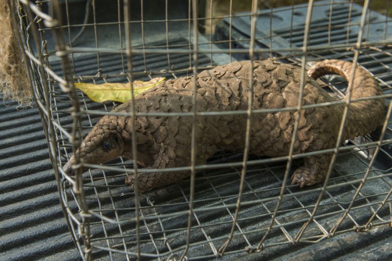 The Sunda Pangolins used to be commonly found on forest fringes two decades ago, but sightings of them are more rare now. ― Picture courtesy of Scubazoo
