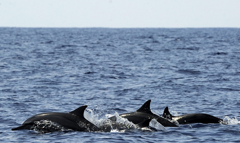 Researchers claim that wild dolphins are exposed to more pollutants than their captive counterparts. u00e2u20acu201d AFP pic