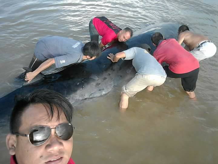 Villagers attempting to push the 10m long whale back into the ocean. u00e2u20acu201d Picture courtesy of Sibuti Community Facebook page/Alfizan Busriu00e2u20acu017d