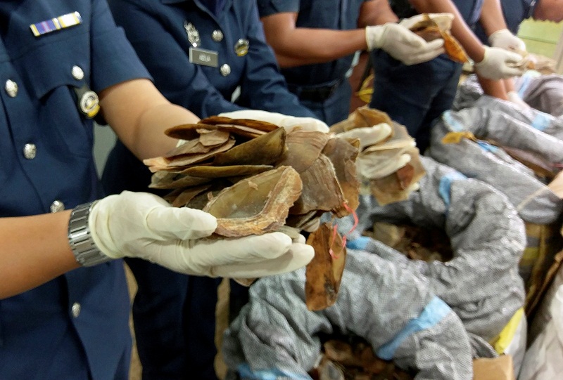 Custom officials hold up seized pangolin scales at Kuala Lumpur airport customs complex in Sepang May 8, 2017.  u00e2u20acu201d Reuters pic