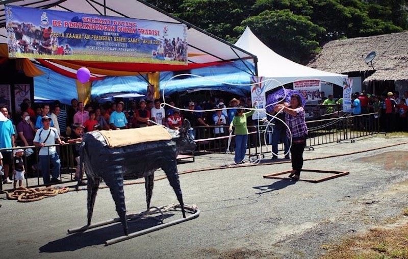 Rustling a buffalo is among the traditional games that happens during the annual Kaamatan fest in Penampang at the end of May.