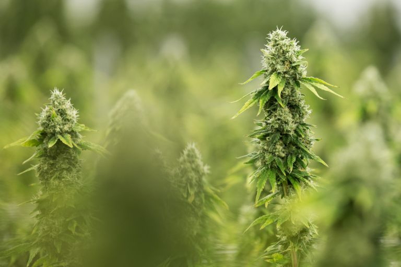 Despite their potential, just 16 per cent of the plants Kew recorded as being for medical use are cited in regulatory publications. u00e2u20acu201d AFP picn
