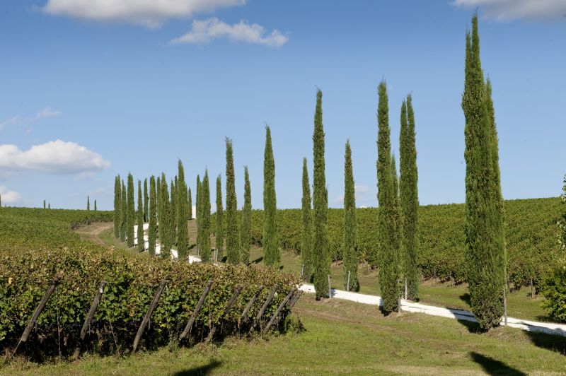 The entry drive to Stefano Amerighi biodynamic winery near Cortona, in the Tuscany region of Italy. u00e2u20acu2022 Picture by Susan Wright/The New York Times