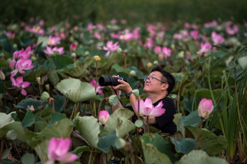 A tourist takes a photograph of lotus flowers while riding in a canoe through a lake in the Khao Sam Roi Yot national park in southern Thailand, May 5, 2017. u00e2u20acu201d AFP pic