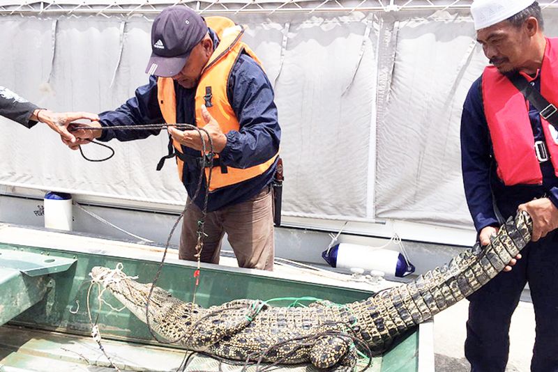 File picture shows members of the Sarawak Forestry Corporation (SFC) wildlife quick response team (SWAT),) tying up a crocodile measuring 2.17 metres in Kuching, March 10, 2017. u00e2u20acu201d Bernama pic