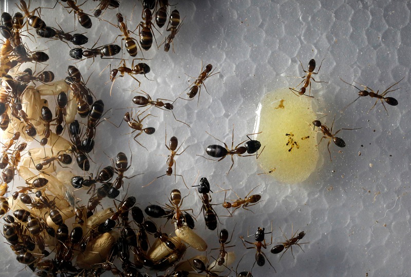 A view of ant larvae and ants feeding on honey, belonging to an enthusiast who rented a house to keep his ants, in Johor Baru April 19, 2017. 