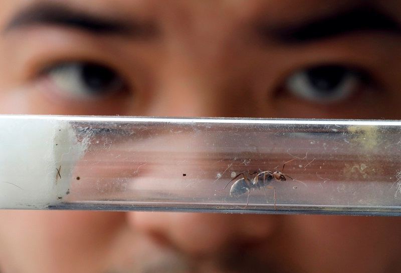 Chris Chan, an ant collector, holds up a queen ant at a house he rented to keep his ants in Johor Baru April 19, 2017. 