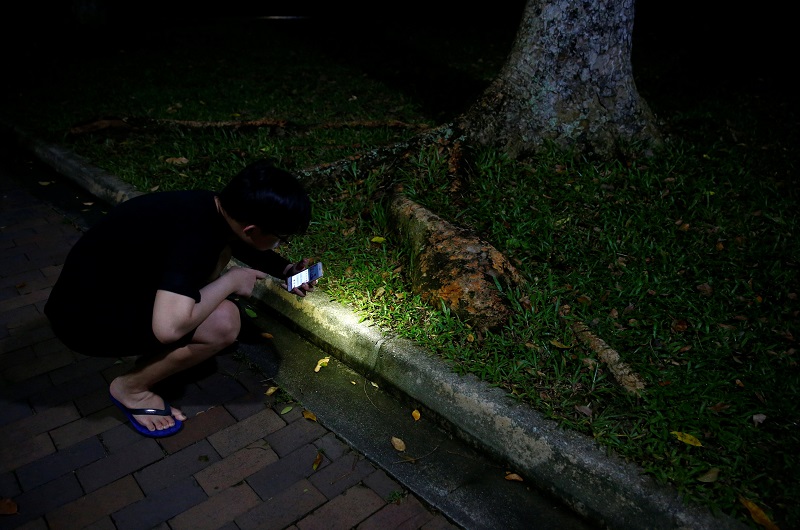 Dave Thong, 20, looks at a trail of ants at a park in Singapore, May 10, 2017. 