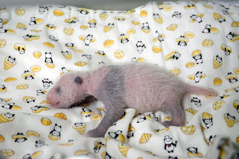 A female panda cub born from mother panda Shin Shin on June 12 is seen in this handout photo taken on June 22, 2017 and released by Tokyo Zoological Park Society on June 23, 2017. u00e2u20acu201d Handout via Reuters
