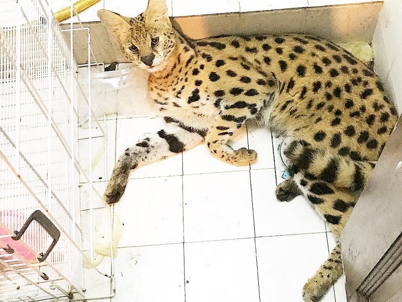 Datuk Aliff Syukriu00e2u20acu2122s Kamarzamanu00e2u20acu2122s pet Savannah cat lying in a toilet that has become its home. u00e2u20acu201d Picture courtesy of Instagram/Aliff Syukri