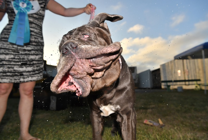 Martha, a Neapolitan Mastiff, shakes water off her head after winning this yearu00e2u20acu2122s Worldu00e2u20acu2122s Ugliest Dog Competition in Petaluma, California on June 23, 2017. u00e2u20acu201d AFP pic