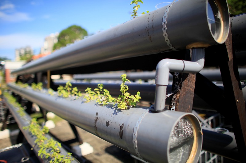An outdoor hydroponics nutrient film technique (NFT) system growing herbs such as mint, basil and rosemary is seen at an urban farm in Singapore June 20, 2017.