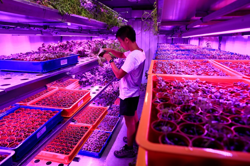 Citizen Farm head of farmers Darren Ho inspects an indoor hydroponic growing system at an urban farm in Singapore May 30, 2017. 