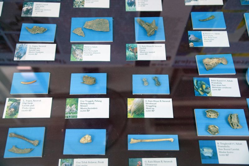 Artefacts such as bone fragments and shells that indicated the dietary habits of the prehistoric humans at the USM Archaeology Gallery.