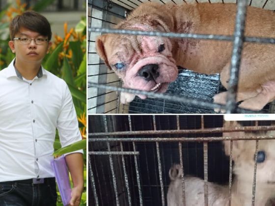 Edwin Tan Guowei was also fined for six counts of failing to take reasonable steps to ensure the animals were protected from and quickly diagnosed of significant injuries or diseases. u00e2u20acu201d Picture by TODAY, AVA