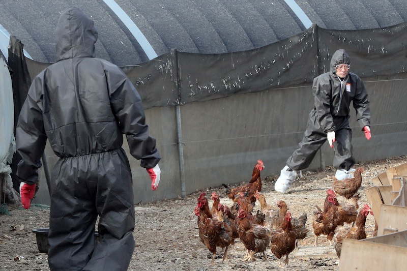South Korean health officials chase chickens at a poultry farm where a birdflu virus broke out in Ulsan, South Korea, June 5, 2017.  u00e2u20acu201d Reuters pic
