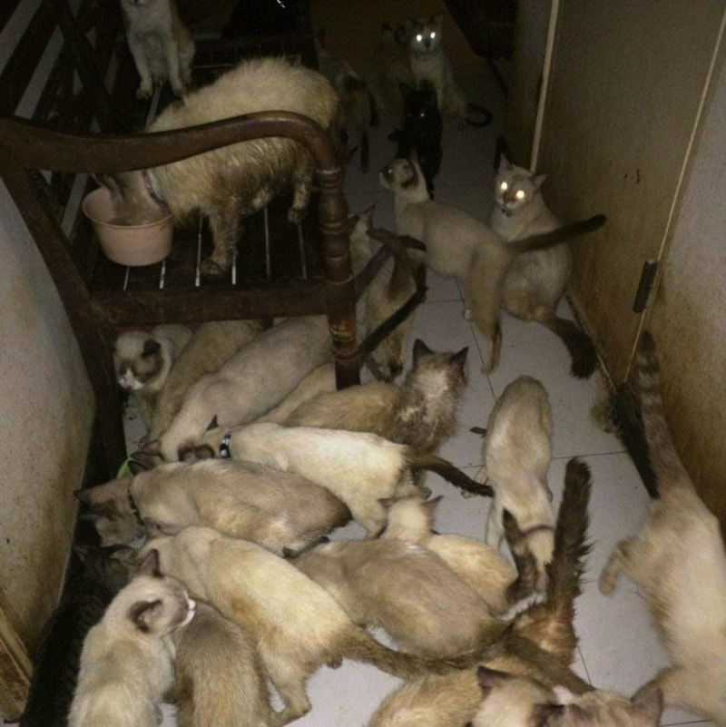 The cats housed in cramped conditions. According to a Facebook page, Saving the Siameses, the animals were allegedly kept by a backyard breeder who could no longer care for them. u00e2u20acu201d Picture by Saving the Siameses Facebook page