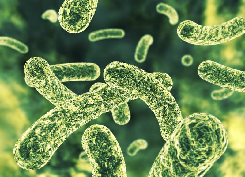Cholera is an acute diarrhetic infection caused by a comma-shaped bacterium called Vibrio cholerae, transmitted through water or food that has typically been contaminated by human faecal matter. u00e2u20acu201d Bjoern Meyer/Istock.com/AFP pic