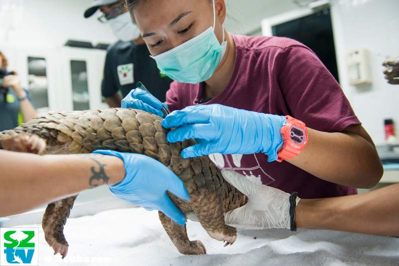 The web series showcases the people who live in this part of the primary Sabah jungles studying its wildlife.