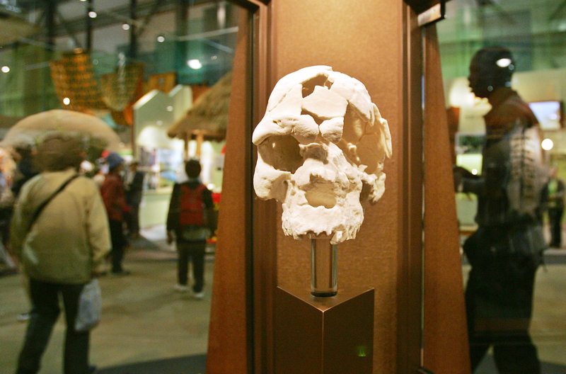 Replica of Homo sapiens idaltu, 160,000 years ago in Ethiopea, Afar Region, Herto Village, is displayed at the Africa Pavilion at the 2005 World Exposition in Nagakute, Aichi Prefecture, Japan 22 April 2005. u00e2u20acu201d AFP pic