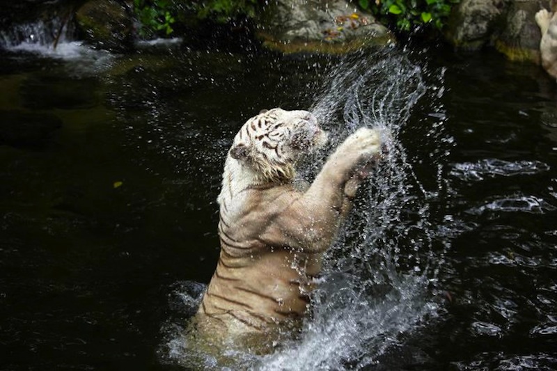 Omar the white tiger (pictured) died on Wednesday after suffering from skin cancer. u00e2u20acu201d Picture by Wildlife Reserves Singapore