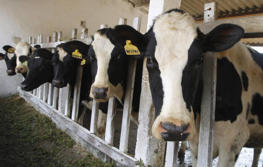 Cows Reuters pic