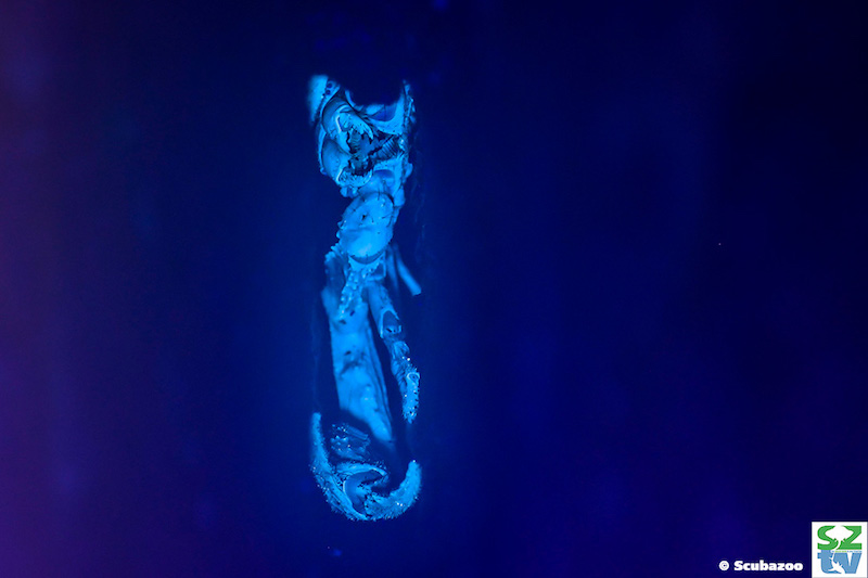A glow-in-the-dark bug is among some of the interesting and unique critters found in Sabah’s jungles. — Picture courtesy of Scubazoo