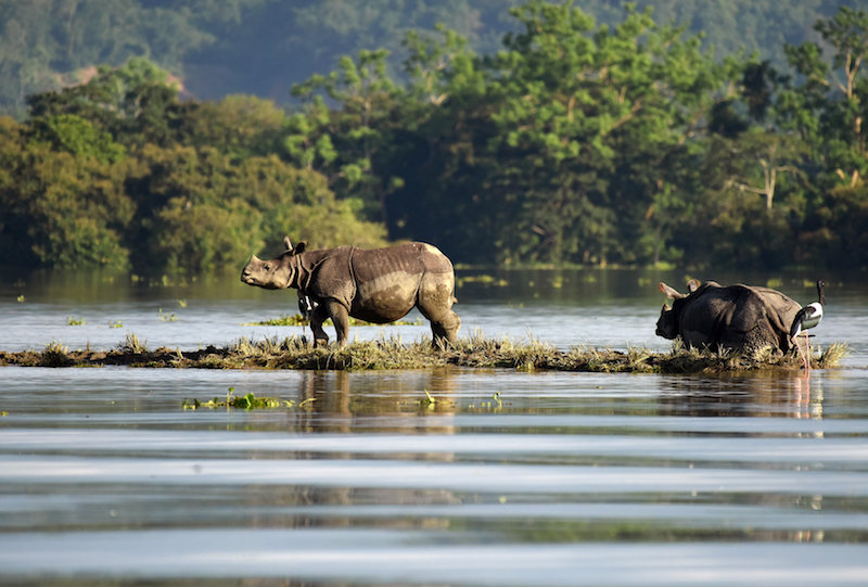One-horned rhinoceroses are seen at the flooded Kaziranga National Park in the northeastern state of Assam July 12, 2017. u00e2u20acu201d Reuters pic 