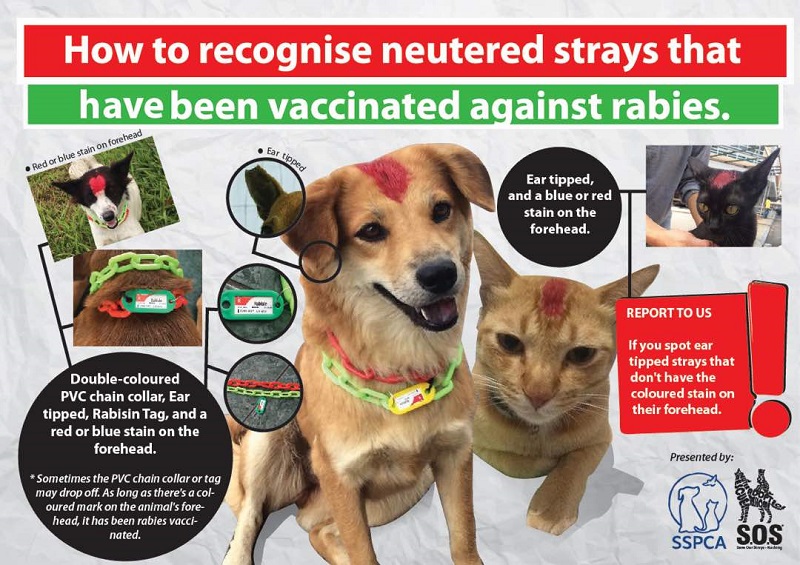 An SSPCA poster informing the public on how to recognise neutered strays that have been vaccinated against rabies.