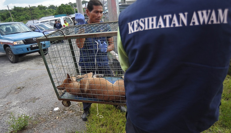 Personnel from the Kuching South City Council  lift a cage containing a stray dog during an operation to control the rabies outbreak in Kuching July 24, 2017. u00e2u20acu201d Bernama pic