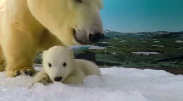Sea World Australiau00e2u20acu2122s three-month-old polar bear cub starts a new stage in her development with her keepers introducing her to an enclosure specially designed for her. u00e2u20acu201d Screen capture via Reuters video