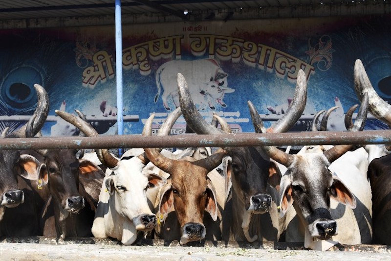 In this photograph taken on July 19, 2017 cows look on at the 'Sri Krishna Gaushala' (cow shelter) in Bawana, a suburb of the Indian capital New Delhi.u00c2u00a0u00e2u20acu201d AFP pic