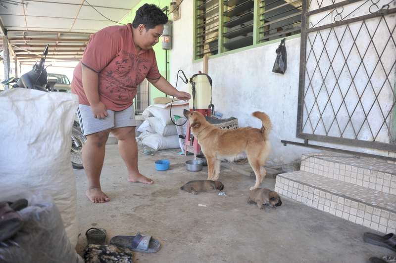 Andreas Rudy, 23, merantai anjingnya di halaman rumah di Kampung Paon Sungai Rimo, Serian, yang mengalami masalah virus anjing gila. u00e2u20acu201d Foto Bernama