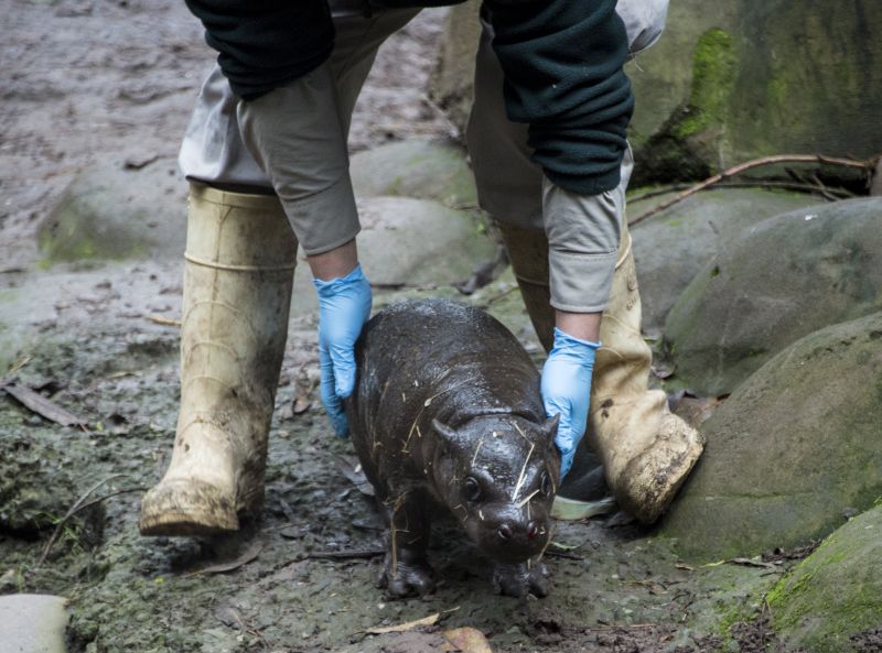 A 14-day-old pygmy hippopotamus, native to the forests and swamps of West Africa, is presented to the press at the Buin Zoo, in Buin, about 50km south of Santiago on July 5, 2017. u00e2u20acu2022 AFP pic