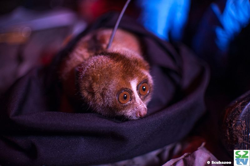 Cute, but not cuddly: Sabah’s slow loris is under threat (VIDEO ...