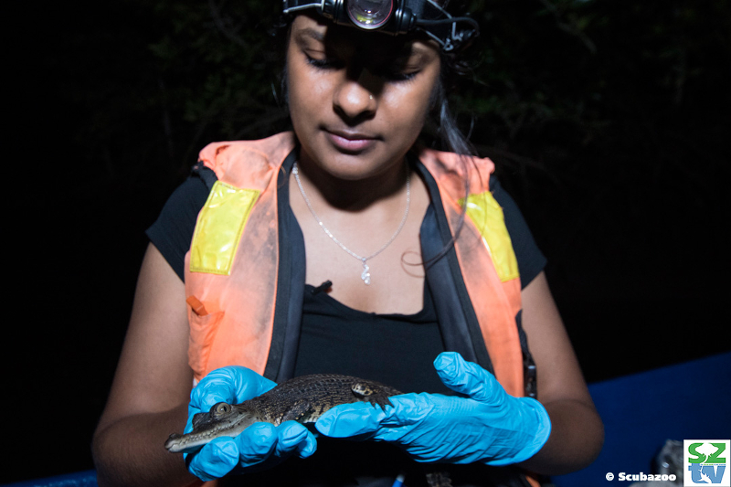 A juvenile crocodile in the safe hands of Sai Kerisha Kntayya.