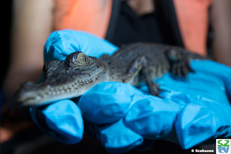 Sai Kerisha Kntayya has had to swiftly master the art of crocodile handling— for crocs of all shapes and sizes. — Pictures courtesy of Scubazoo