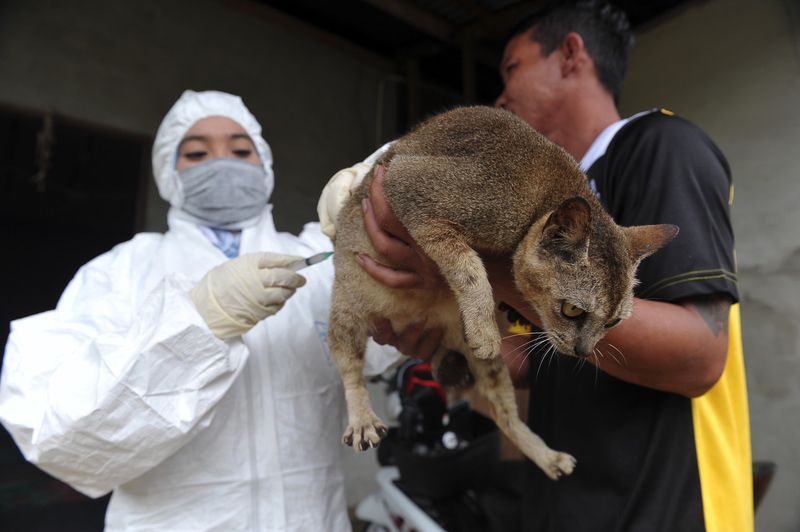 Sarawak Veterinary Department officer vaccinating a cat against rabies in Kampung Lebor, Gedong Serian, July 5, 2017. u00e2u20acu201d Bernama pic