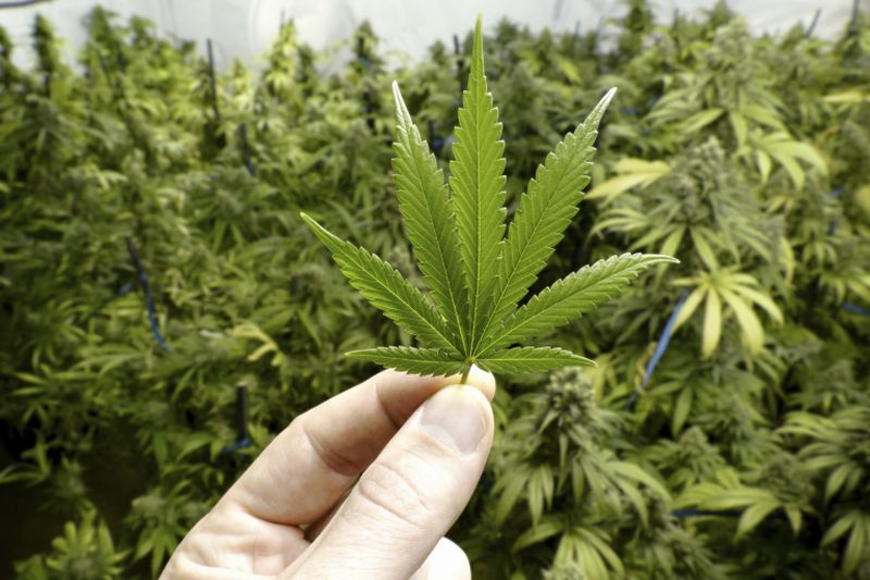 Using marijuana during teenage years may be linked with an increased risk of depression later in life according to new research. u00e2u20acu2022 AFP pic