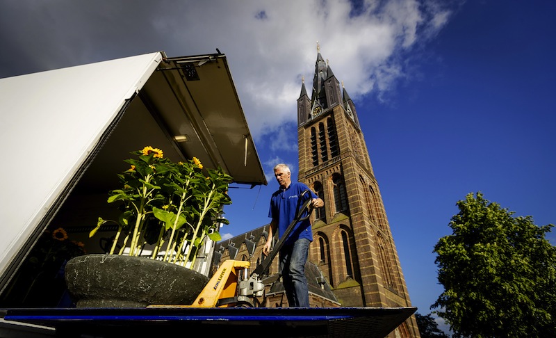 A man prepares sunflowers to be set up in front of the St Vitus Church in Hilversum, The Netherlands, on July 12, 2017. Ukrainian sunflowers were grown in tribute to the 15 residents of Hilversum who died. u00e2u20acu201d AFP pic 