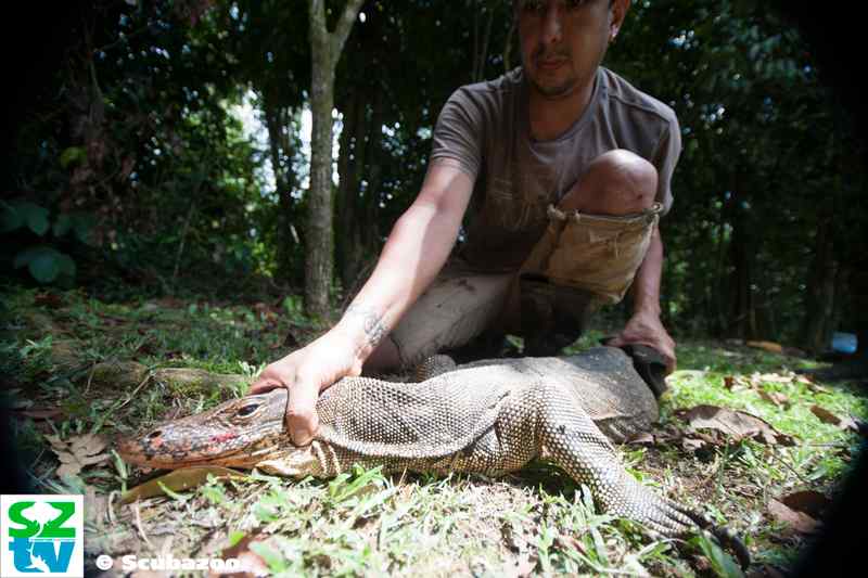 Sergio with a water monitor lizard preparing it for measurements.
