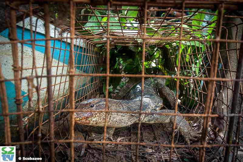 Sergio’s humane trap catches water monitor lizards for inspection and tagging.